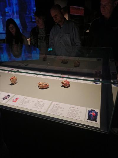 Exkurze výstavy Lidské tělo 1.VČ